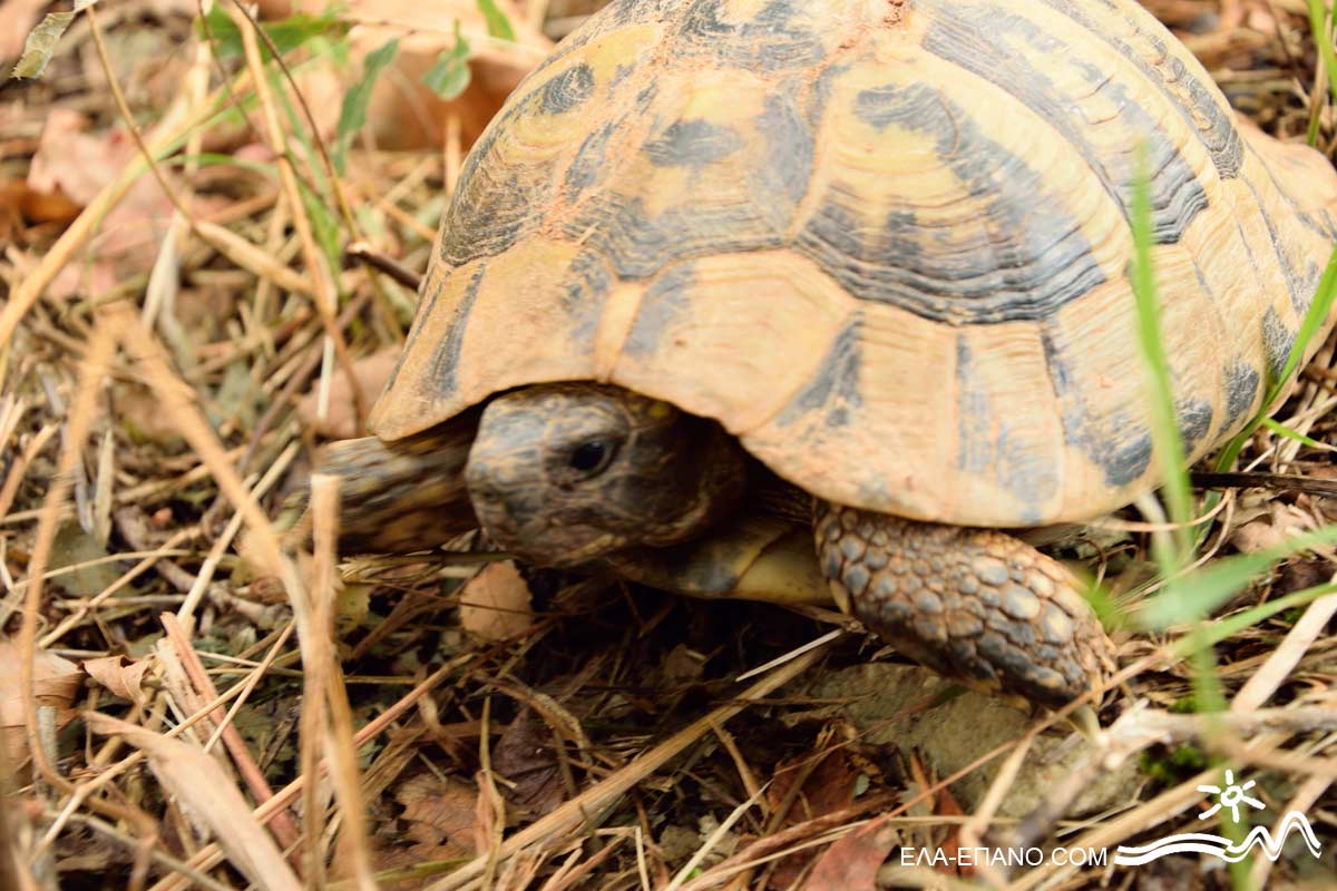 Griechische Landschildkröte, Paikos-Pentalofos