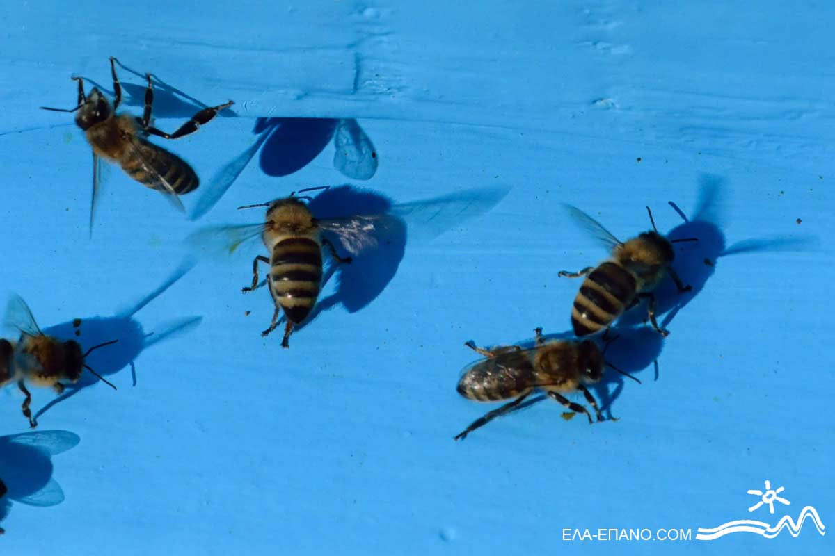 Bienenvolk, Honig, Paikos, Paionias