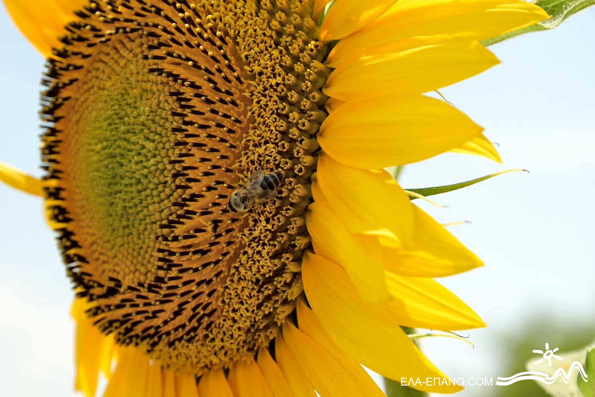 Sonnenblumen, Nord-Griechenland