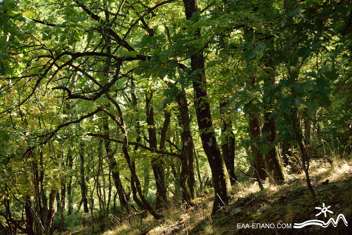 Eichen, Wald, Berg Paikos bei Pentalofos, Kilkis