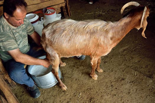 Ziegenmilch, Pentalofos, Kilkis, Nord-Griechenland
