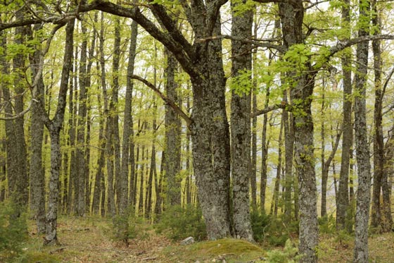 Eichen-, Katanienwälder, Kilkis