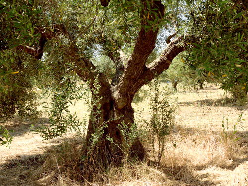 Βιολογικό ελαιόλαδο από την Ελλάδα