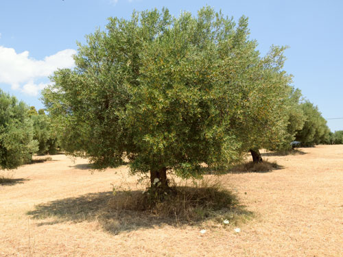 Βιολογικό ελαιόλαδο από την Ελλάδα