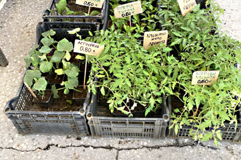 Bio-Pflanzen für Garten und Balkon, Konstantinos Konstantinidis, Kilkis