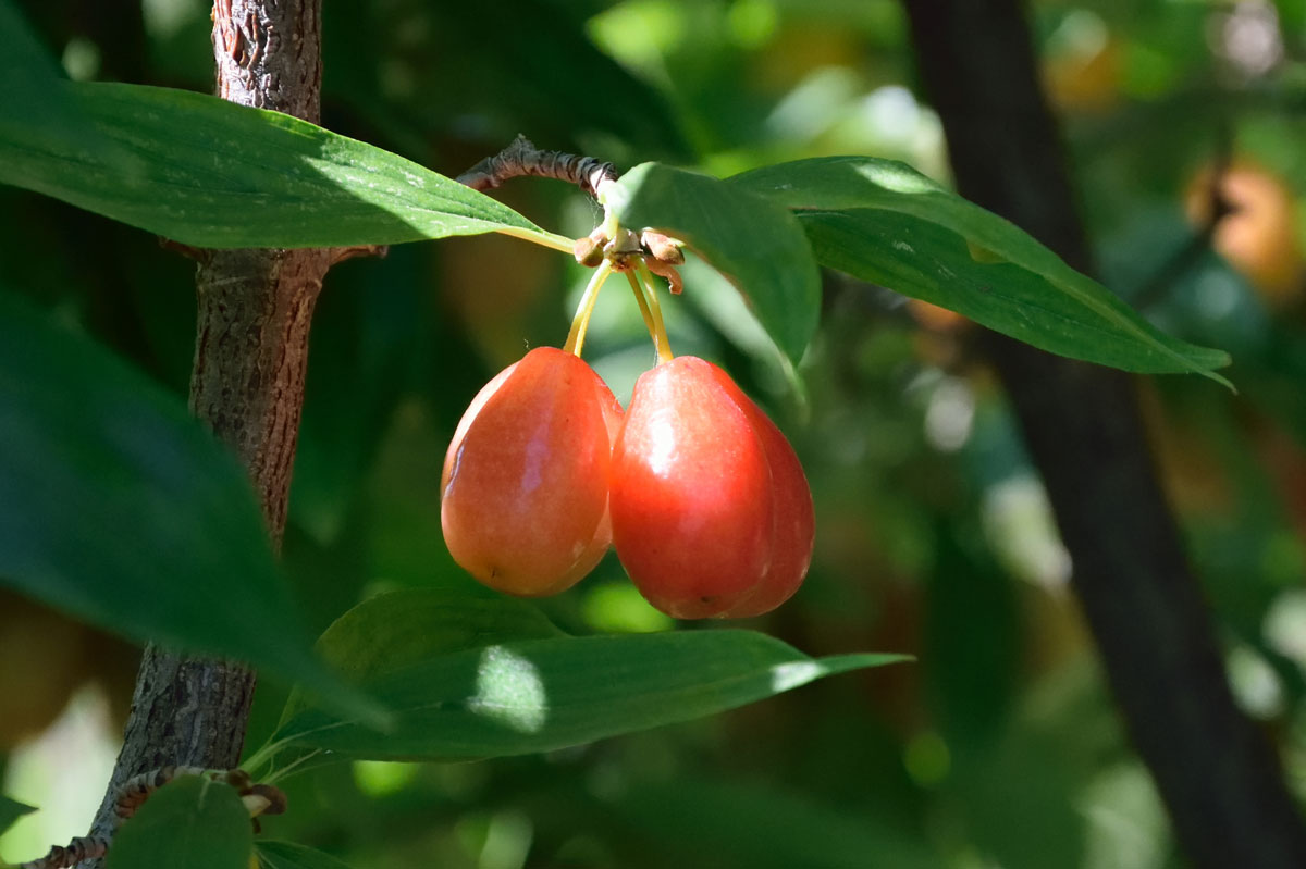 Blaubeeren, Takis Emexesidis