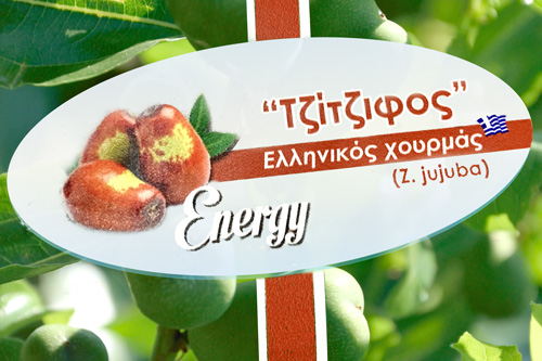 Jujuba, Zao, Tsitsifos, Zizifa - Heilpflanze, Frucht, TCM, Traditionelle Chinesische Medizin - Τζιτζιφος, Ελληνικός χουρμάς, φαρμακευτικό φυτό, φρούτα, TCM, Παραδοσιακή Κινέζικη Ιατρική, Εμεξεζίδης