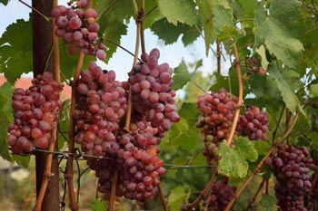 Weinrebe, Nikos Ouzonis, Pentalofos, Griechenland