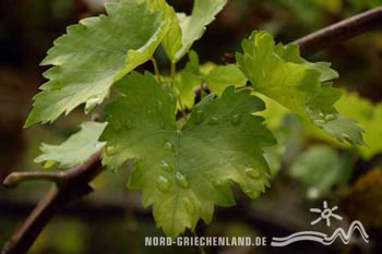 Tatsis Biowein aus Goumenissa am Paikos, Paionias, Nord-Griechenland